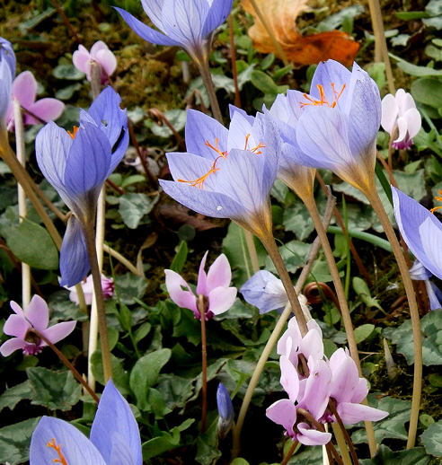 Crocus Artabir ( Autumn Crocus ) 5 Bulbs