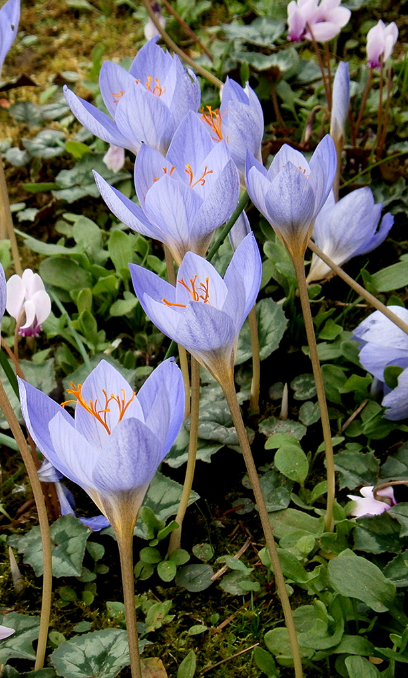 Crocus Artabir ( Autumn Crocus ) 5 Bulbs