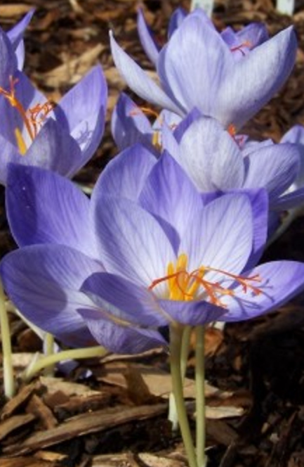 Crocus Cassiope ( Autumn Crocus ) 5 Bulbs