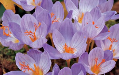 Crocus Cassiope ( Autumn Crocus ) 5 Bulbs