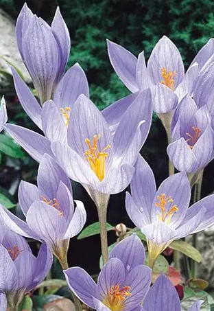 Crocus Conqueror ( Autumn Crocus ) 5 Bulbs