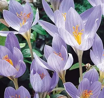 Crocus Conqueror ( Autumn Crocus ) 5 Bulbs