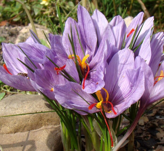 Crocus Sativus ( Autumn Crocus ) 5 Bulbs