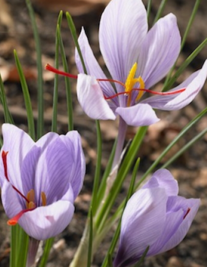 Crocus Sativus ( Autumn Crocus ) 5 Bulbs