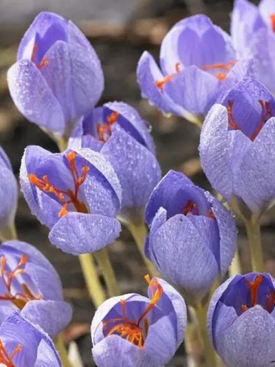 Crocus Speciosus ( Autumn Crocus ) 5 Bulbs