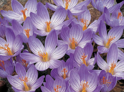 Crocus Speciosus ( Autumn Crocus ) 5 Bulbs