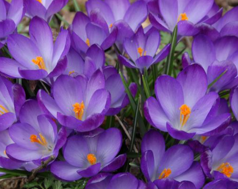 Crocus Ruby Giant ( Spring Crocus ) 5 Bulbs