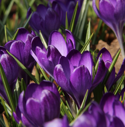 Crocus Ruby Giant ( Spring Crocus ) 5 Bulbs