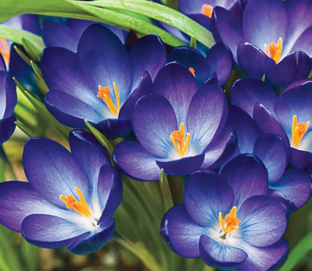 Crocus Whitewell Purple ( Spring Crocus ) 5 Bulbs