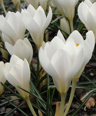 Crocus Miss Vain ( Spring Crocus ) 5 Bulbs