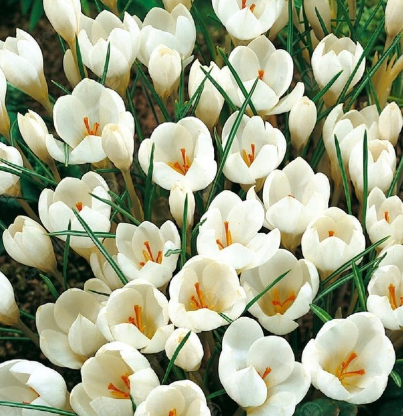 Crocus Miss Vain ( Spring Crocus ) 5 Bulbs