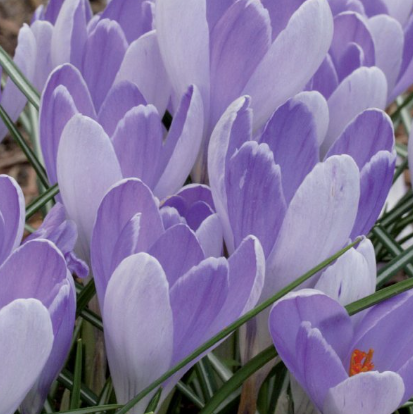 Crocus Vanguard ( Spring Crocus ) 5 Bulbs
