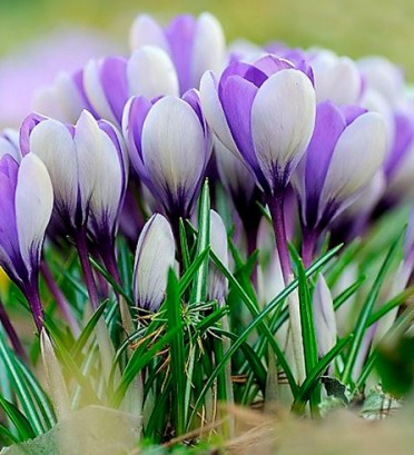 Crocus Vanguard ( Spring Crocus ) 5 Bulbs
