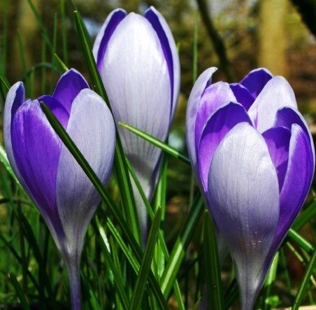 Crocus Vanguard ( Spring Crocus ) 5 Bulbs
