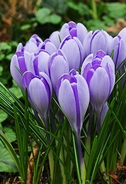 Crocus Vanguard ( Spring Crocus ) 5 Bulbs