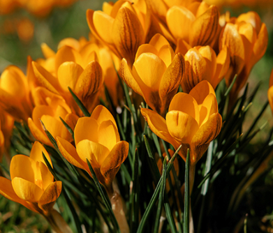 Crocus Orange Monarch ( Spring Crocus ) 5 Bulbs
