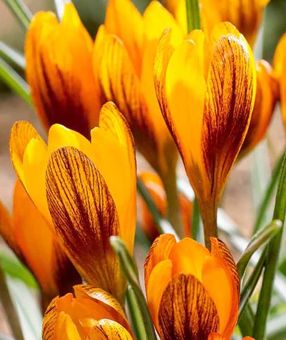 Crocus Orange Monarch ( Spring Crocus ) 5 Bulbs