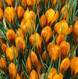 Crocus Orange Monarch ( Spring Crocus ) 5 Bulbs