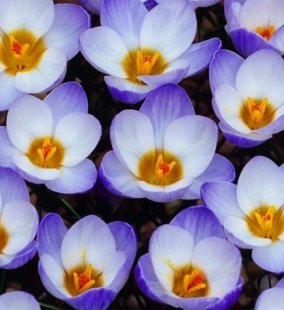 Crocus Blue Pearl ( Spring Crocus ) 5 Bulbs