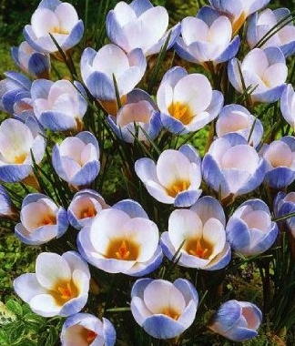 Crocus Blue Pearl ( Spring Crocus ) 5 Bulbs