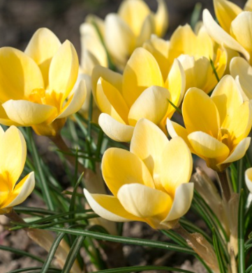 Crocus Romance ( Spring Crocus ) 5 Bulbs