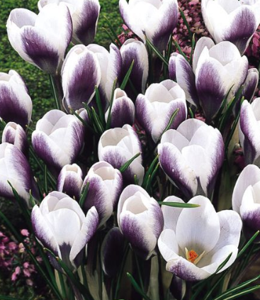 Crocus Prins Claus ( Spring Crocus ) 5 Bulbs