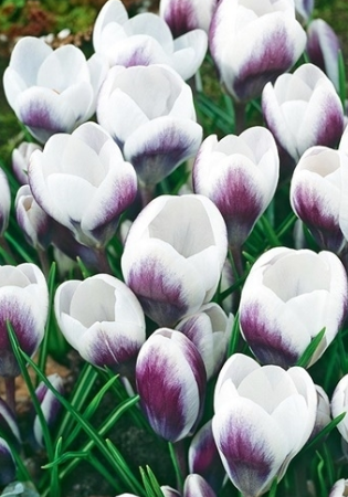 Crocus Prins Claus ( Spring Crocus ) 5 Bulbs