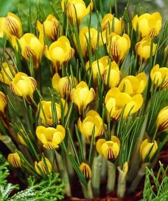 Crocus Fuscotinctus ( Spring Crocus ) 5 Bulbs