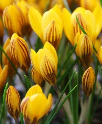 Crocus Fuscotinctus ( Spring Crocus ) 5 Bulbs