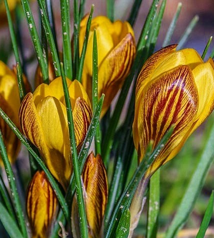Crocus Fuscotinctus ( Spring Crocus ) 5 Bulbs