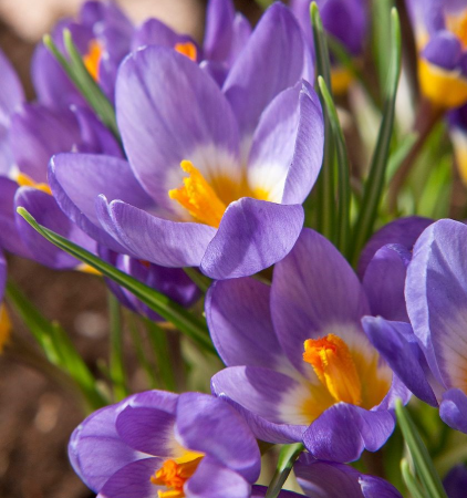 Crocus Tricolor ( Spring Crocus ) 5 Bulbs