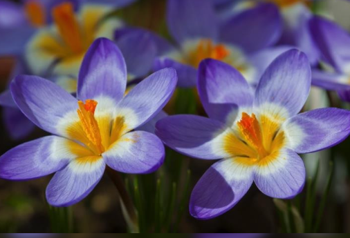 Crocus Tricolor ( Spring Crocus ) 5 Bulbs