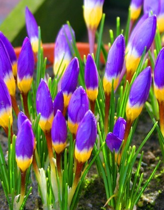 Crocus Tricolor ( Spring Crocus ) 5 Bulbs