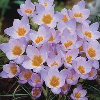 Crocus Firefly ( Spring Crocus ) 5 Bulbs