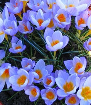 Crocus Firefly ( Spring Crocus ) 5 Bulbs