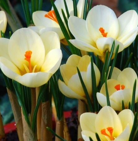 Crocus Cream Beauty ( Spring Crocus ) 5 Bulbs