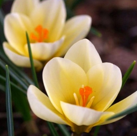 Crocus Cream Beauty ( Spring Crocus ) 5 Bulbs