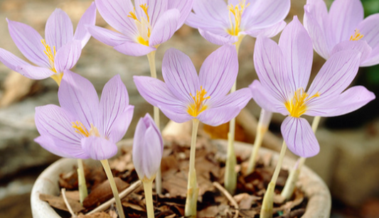 Crocus Pulchellus ( Spring Crocus ) 5 Bulbs