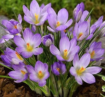 Crocus Rosalind ( Spring Crocus ) 5 Bulbs
