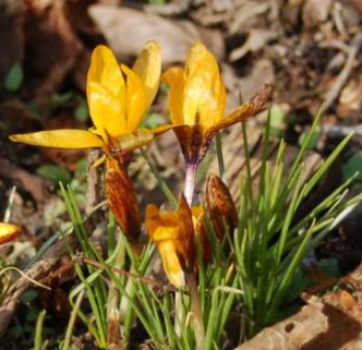 Crocus Golden Nugget ( Spring Crocus ) 5 Bulbs