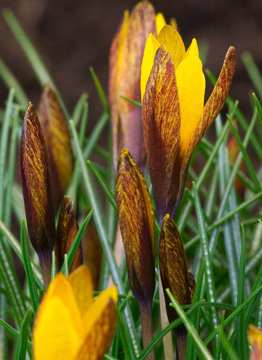 Crocus Golden Nugget ( Spring Crocus ) 5 Bulbs
