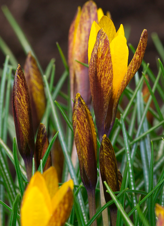 Crocus Golden Nugget ( Spring Crocus ) 5 Bulbs