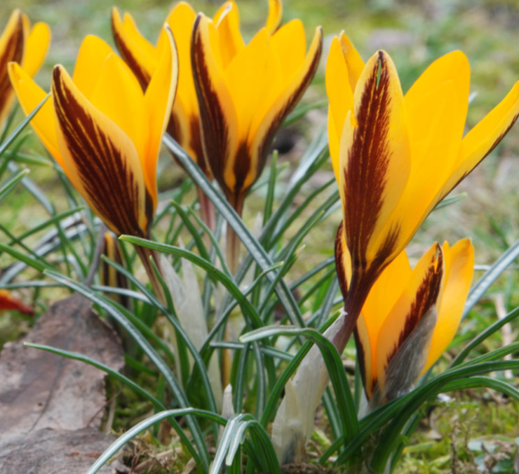 Crocus Angustifolius ( Spring Crocus ) 5 Bulbs