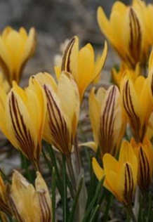 Crocus Early Gold ( Spring Crocus ) 5 Bulbs