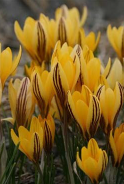 Crocus Early Gold ( Spring Crocus ) 5 Bulbs