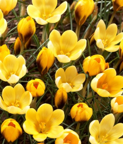Crocus Goldilocks ( Spring Crocus ) 5 Bulbs