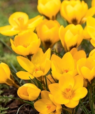 Crocus Goldilocks ( Spring Crocus ) 5 Bulbs