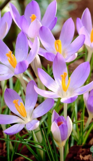 Crocus Lilac Beauty ( Spring Crocus ) 5 Bulbs