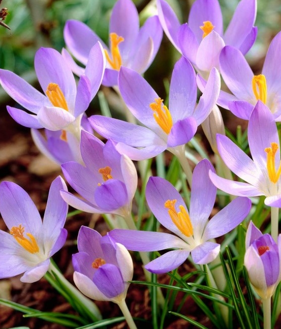 Crocus Lilac Beauty ( Spring Crocus ) 5 Bulbs