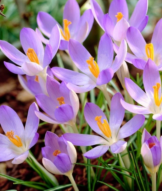 Crocus Lilac Beauty ( Spring Crocus ) 5 Bulbs